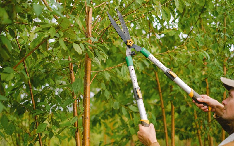 Tree trimming in Hermiston, OR
